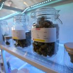 
              Containers of marijuana flower buds are displayed at the Highland Cafe in Bangkok, Thailand, Thursday, June 9, 2022. Measures to legalize cannabis became effective Thursday, paving the way for medical and personal use of all parts of cannabis plants, including flowers and seeds. (AP Photo/Sakchai Lalit)
            