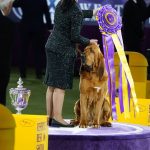 
              Trumpet, a bloodhound, poses for photographs after winning best in show at the 146th Westminster Kennel Club Dog Show, Wednesday, June 22, 2022, in Tarrytown, N.Y. (AP Photo/Frank Franklin II)
            