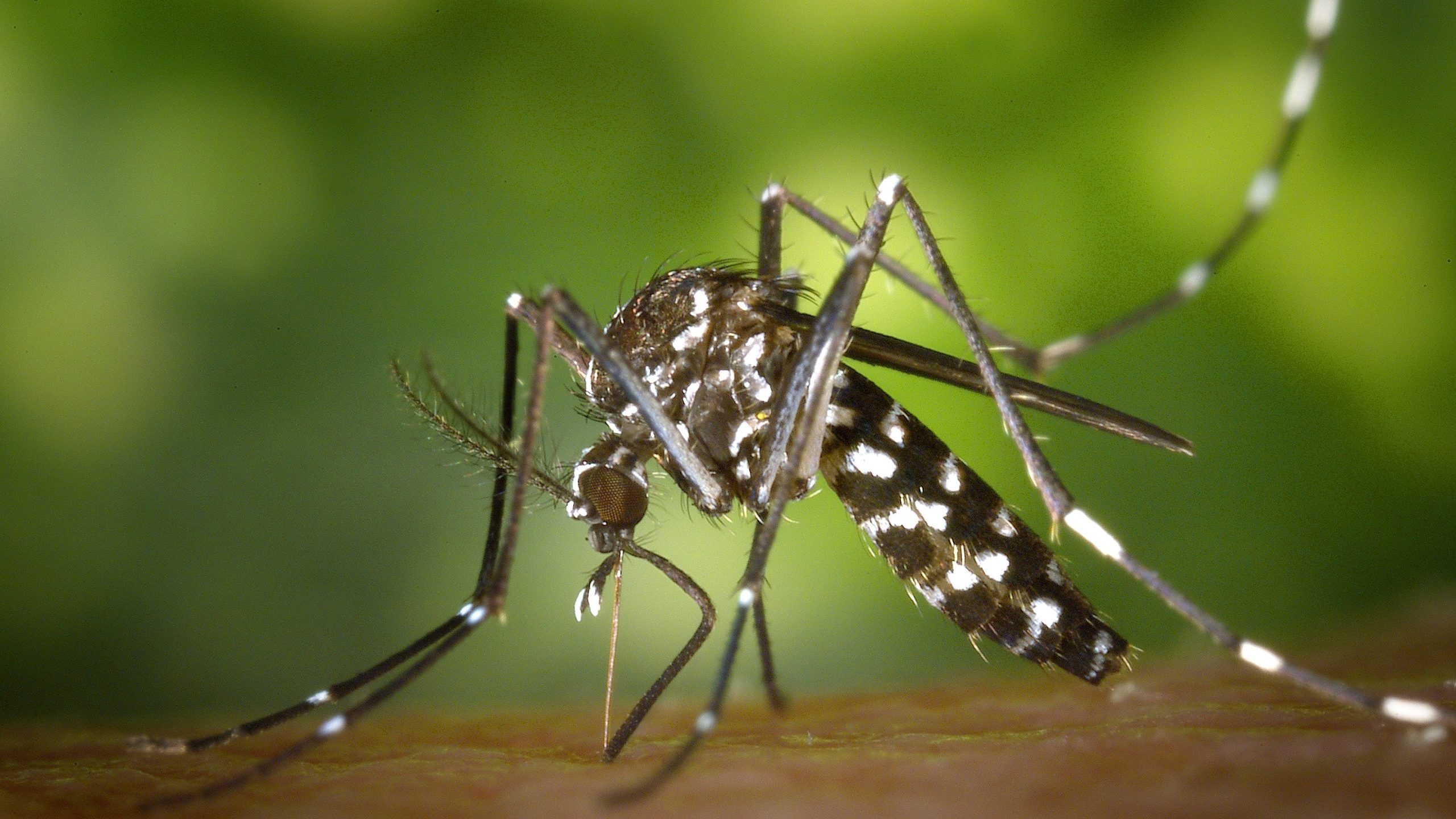 Maricopa County unveils mosquito bite and disease prevention website