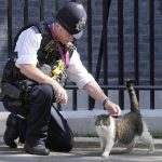 
              A police officer strokes Larry the Cat, Britain's Chief Mouser to the Cabinet Office at Downing Street in London, Friday, July 8, 2022. Britain's Prime Minister Boris Johnson announced that less than three years after becoming prime minister, he was resigning and would remain in office only until a successor emerged.(AP Photo/Frank Augstein)
            
