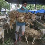
              A worker carries a sheep to be slaughtered during the celebration of Eid al-Adha, or the Feast of the Sacrifice, in Medan, North Sumatra, Indonesia, Sunday, July 10, 2022. Muslims around the world are celebrating Eid al-Adha, the Festival of Sacrifice, to mark the end of the hajj pilgrimage by slaughtering sheep, goats, cows and camels to commemorate Prophet Abraham's readiness to sacrifice his son Ismail on God's command. (AP Photo/Binsar Bakkara)
            