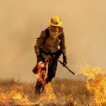 
              A firefighter burns vegetation while trying to keep the Electra Fire from reaching homes in the Pine Acres community of Amador County, Calif., on Tuesday, July 5, 2022. (AP Photo/Noah Berger)
            