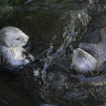 
              FILE - Sea otters loll in the water at the Monterey Bay Aquarium in Monterey, Calif., March 26, 2018. The Code of Federal Regulations has lots to say about how sea otters must be treated in captivity, dictating the minimum size of their pools, among other conditions. Federal regulation lends a helping hand in every corner of American life, or pokes its intrusive finger in everything, depending on your viewpoint. (AP Photo/Eric Risberg, File)
            