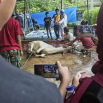 
              Workers prepare to slaughter a cow during the celebration of Eid al-Adha, or the Feast of the Sacrifice, in Medan, North Sumatra, Indonesia, Sunday, July 10, 2022. A foot-and-mouth disease outbreak across the world's largest Muslim-majority country is disrupting the ritual slaughter of animals to mark one of the biggest holidays in the Islamic calendar. (AP Photo/Binsar Bakkara)
            