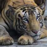 
              FILE - A Royal Bengal tiger rests at its enclosure at the Alipore zoo in Kolkata, India, Monday, July 29, 2019. On Thursday, July 21, 2022, the International Union for the Conservation of Nature announced new estimates for global population of tigers, which are 40% higher than the most recent estimates from 2015. The new figures, of between 3,726 and 5,578 wild tigers worldwide, reflect better methods for counting tigers and, potentially, an increase in their overall population, said Dale Miquelle, coordinator for the nonprofit Wildlife Conservation Society’s tiger program. They still remain designated as “endangered” of extinction. (AP Photo/Bikas Das, File)
            
