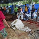 
              Workers prepare to slaughter a cow during the celebration of Eid al-Adha, or the Feast of the Sacrifice, in Medan, North Sumatra, Indonesia, Sunday, July 10, 2022. A foot-and-mouth disease outbreak across the world's largest Muslim-majority country is disrupting the ritual slaughter of animals to mark one of the biggest holidays in the Islamic calendar. (AP Photo/Binsar Bakkara)
            