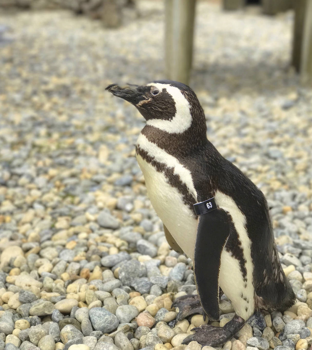 This undated photo released by the San Francisco Zoo & Gardens, shows, a male Magellanic penguin, c...