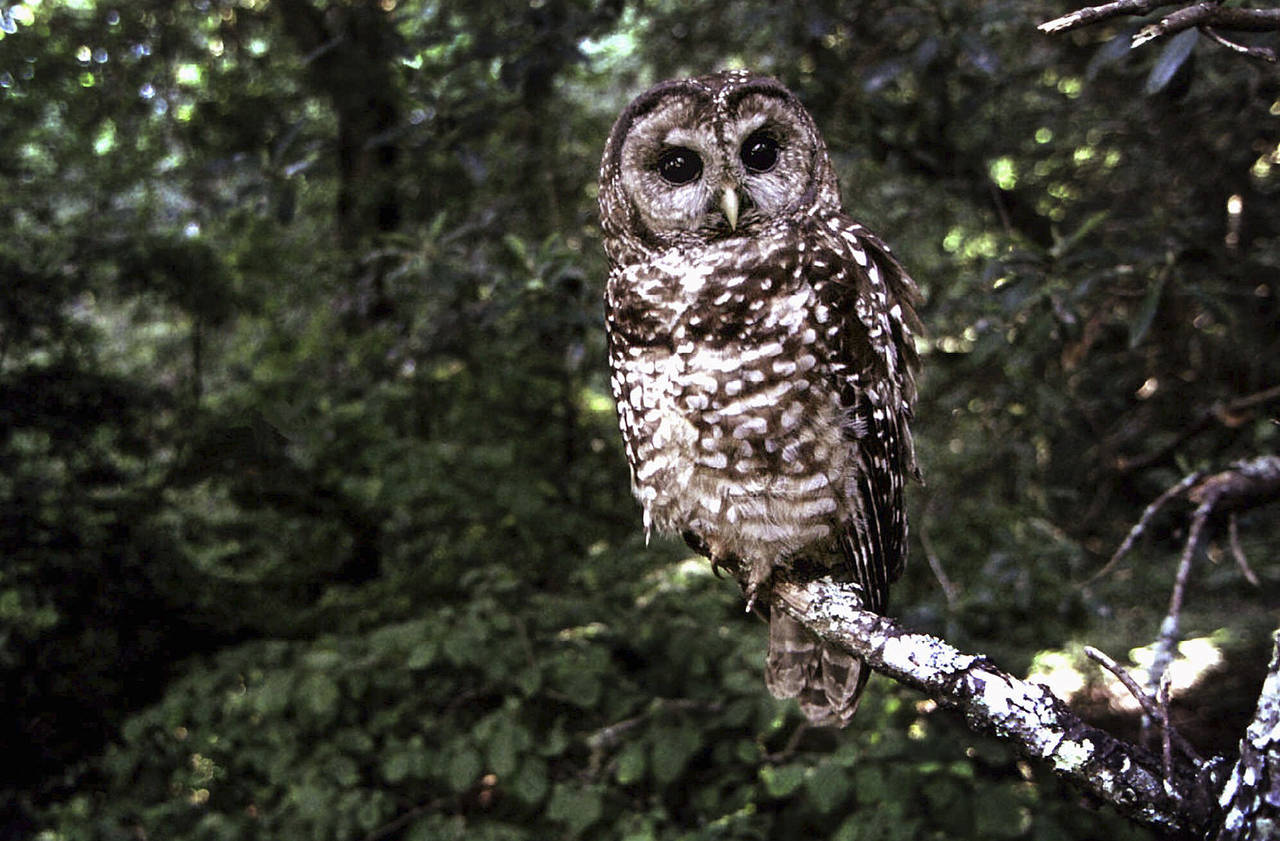 FILE - In this June 1995, file photo a Northern Spotted owl sits on a branch in Point Reyes, Calif....