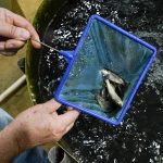 
              Mike Searcy checks on some the 13-week-old juvenile trout being raised in a tank on his trout farm in Seymour, Ind., Wednesday, June 29, 2022. Searcy, the owner of White Creek Farms of Indiana, sends most of his fish to Kentucky for processing and distribution. (AP Photo/Michael Conroy)
            