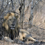 
              FILE - A lion lies in the Kruger National Park, South Africa, Tuesday, Aug, 25, 2020.  Africa's national parks, home to thousands of wildlife species are increasingly threatened by below-average rainfall and new infrastructure projects, stressing habitats and the species that rely on them. (AP Photo/Kevin Anderson, File)
            