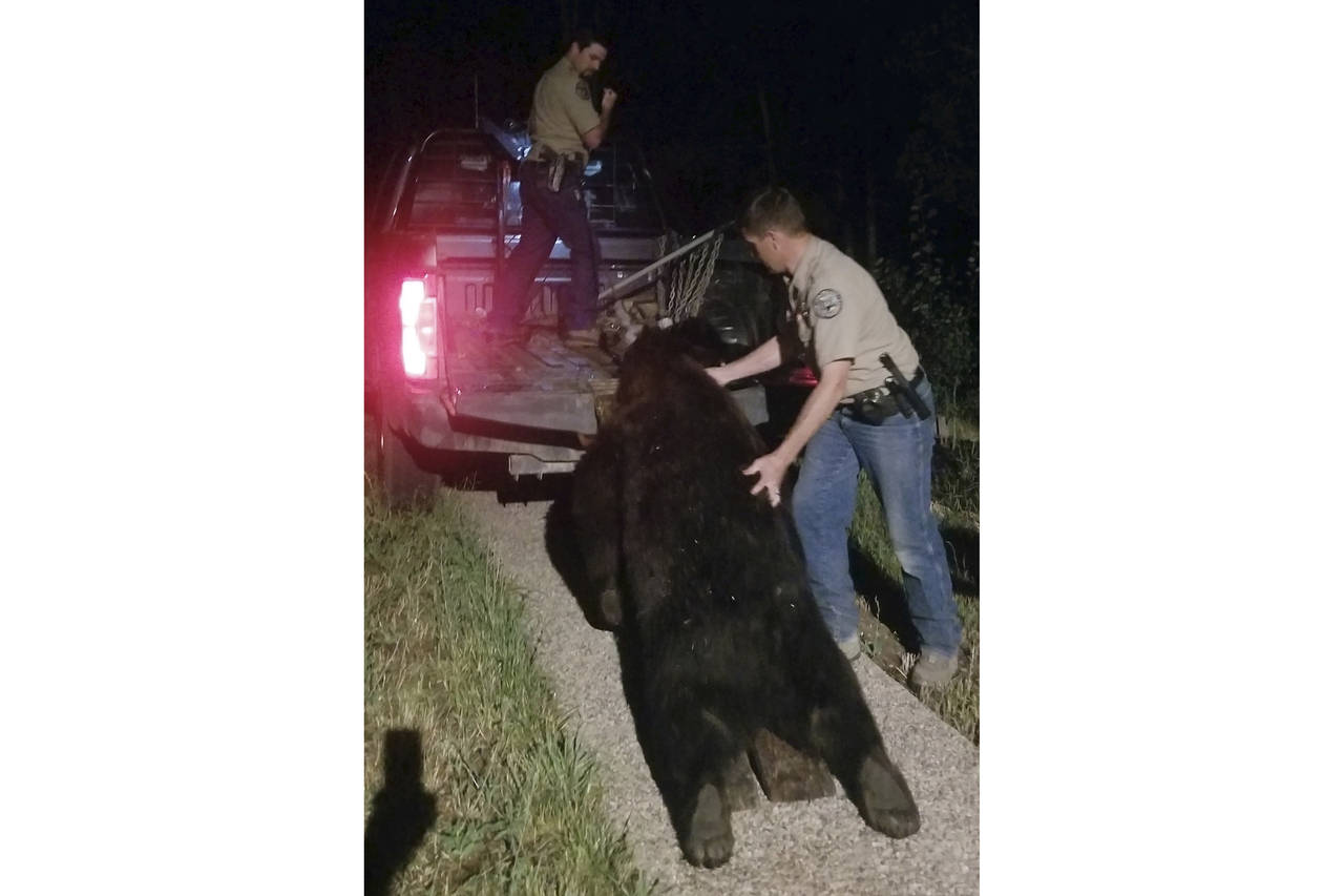 In this photo provided by Ken Mauldin, Colorado Parks and Wildlife officers load a roughly 400-poun...
