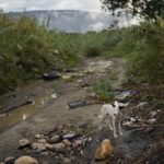 
              A dog stands on an illegal trail called in Spanish "trochas", near the border with Venezuela, in Cucuta, Colombia, Saturday, Aug. 6, 2022. The border will gradually reopen after the two nations restore diplomatic ties when Colombia's new president is sworn-in on Aug. 7, according to announcement in late July by Colombia's incoming Foreign Minister Alvaro Leyva and Venezuelan Foreign Minister Carlos Faria. (AP Photo/Matias Delacroix)
            