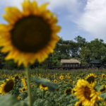 
              An armored personnel carrier is transported past a sunflower field toward the frontline in the Donetsk region, eastern Ukraine, Monday, Aug. 22, 2022. (AP Photo/David Goldman)
            