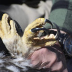 
              The talons of a six-week-old young golden eagle are seen as the bird's feet are held by Charles "Chuck" Preston during research work at a nesting site, on Wednesday, June 15, 2022, near Cody, Wyo. The recent criminal conviction of a wind energy company for illegal eagle killings in Wyoming underscored the clash between renewable energy to fight climate change and efforts to preserve the iconic western U.S. species. (AP Photo/Matthew Brown)
            