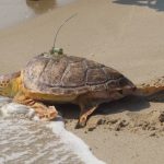 A turtle crawls into the surf in Point Pleasant Beach, N.J. on Aug. 2, 2022 after being released by a group that rehabilitated it. Sea Turtle Recovery released eight turtles that had been injured or sick, bringing to 85 the total number of turtles the group has healed and returned to the ocean since Dec. 2016. (AP Photo/Wayne Parry)