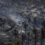 
              A charred forest during a wildfire near Altura, eastern Spain, on Friday, Aug. 19, 2022. Up to early August, 43 large wildfires — those affecting at least 500 hectares (1,235 acres) — were recorded in the Mediterranean country by the Ministry for Ecological transition, while the average in previous years was 11. The European Forest Fire Information System estimates a burned surface of 284,764 hectares (704,000 acres) in Spain this year. That's four times higher than the average since records began in 2006. (AP Photo/Alberto Saiz)
            