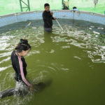 
              Veterinary Thanaphan Chomchuen, top, cleans a pool as volunteer Thippunyar Thipjuntar takes care of a baby dolphin nicknamed Paradon at the Marine and Coastal Resources Research and Development Center in Rayong province in eastern Thailand, Friday, Aug. 26, 2022. The Irrawaddy dolphin calf was drowning in a tidal pool on Thailand’s shore when fishermen found him last month. The calf was nicknamed Paradon, roughly translated as “brotherly burden,” because those involved knew from day one that saving his life would be no easy task. But the baby seems to be on the road to recovery. (AP Photo/Sakchai Lalit)
            
