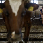 
              Halyna Borysenko waits to milk cows at the KramAgroSvit dairy farm in Dmytrivka, Donetsk region, eastern Ukraine, Wednesday, Aug. 10, 2022. One of the last working dairy farms in Ukraine's eastern Donbas region is doing everything it can to stay afloat amid Russia's devastating war where not even the cows are safe. "The animals are acting differently, they're scared just like we are," she said "They just can't say it out loud." (AP Photo/David Goldman)
            
