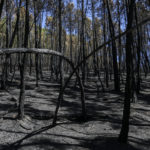 
              CORRECTS NAME OF THE PHOTOGRAPHER - Charred trees after a wildfire near Vale da Amoreira, Portugal on Friday, Aug. 19, 2022. (AP Photo/Joao Henriques)
            
