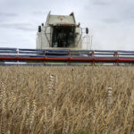 
              FILE - A harvester collects wheat in the village of Zghurivka, Ukraine, Tuesday, Aug. 9, 2022. A ship approached Ukraine on Friday, Aug. 12, 2022, to pick up wheat for hungry people in Ethiopia, in the first food delivery to Africa under a U.N.-brokered plan to unblock grain trapped by Russia’s war and bring relief to some of the millions worldwide on the brink of starvation.   (AP Photo/Efrem Lukatsky, File)
            
