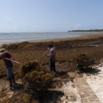 
              Workers who were hired by residents remove sargassum seaweed from the Bay of Soliman, north of Tulum, Quintana Roo state, Mexico, Wednesday, Aug. 3, 2022. (AP Photo/Eduardo Verdugo)
            