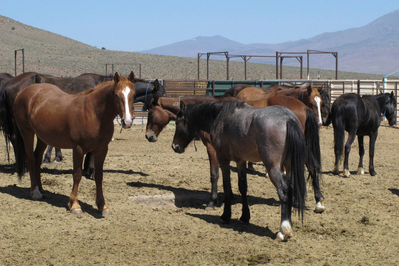 FILE - Wild horses that were captured from U.S. rangeland stand in a holding pen, at the U.S. Burea...