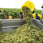 
              Workers collect white grapes of sauvignon in the Grand Cru Classe de Graves of the Château Carbonnieux, in Pessac Leognan, south of Bordeaux, southwestern France, Tuesday, Aug. 23, 2022. The harvest that once started in mid-September is now happening earlier than ever in one of France’s most celebrated wine regions and other parts of Europe due to drought and climate change. (AP Photo/Francois Mori)
            