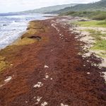 
              Lakes Beach is covered in sargassum in St. Andrew along the east coast of Barbados, Wednesday, July 27, 2022. More than 24 million tons of sargassum blanketed the Atlantic in June, up from 18.8 million tons in May, according to a monthly report published by the University of South Florida’s Optical Oceanography Lab that noted “a new historical record.” (AP Photo/Kofi Jones)
            