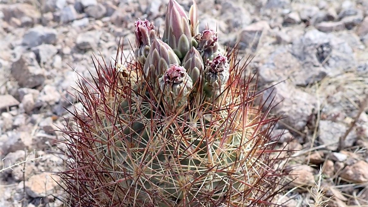 USFWS announces recovery plan for endangered Arizona cactus