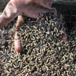 
              Larvae of the black soldier fly, used to produce organic fertilizer from food waste, are seen at Marula Proteen Ltd in Kampala, Uganda Friday, Sept. 2, 2022. Uganda is a regional food basket but the war in Ukraine has caused fertilizer prices to double or triple, causing some who have warned about dependence on synthetic fertilizer to see larvae farming as an exemplary effort toward sustainable organic farming. (AP Photo/Hajarah Nalwadda)
            