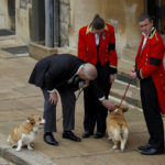 
              Britain's Prince Andrew pets one of the royal corgis as they await the cortege on the day of the state funeral and burial of Britain's Queen Elizabeth II, at Windsor Castle, Monday Sept. 19, 2022. (Peter Nicholls/Pool Photo via AP)
            
