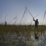 
              Student Kelsey Burns and Professor Joey Riley harvest wild rice for the first time with fellow Leech Lake Tribal College members in Steamboat Bay on Leech Lake in Minnesota, Monday, Sept. 12, 2022. The new harvesters are taught to respect the rice by not breaking the stems and if you lose balance, jump out of the canoe to avoid tipping the precious cargo back into the water. (AP Photo/Jessie Wardarski)
            