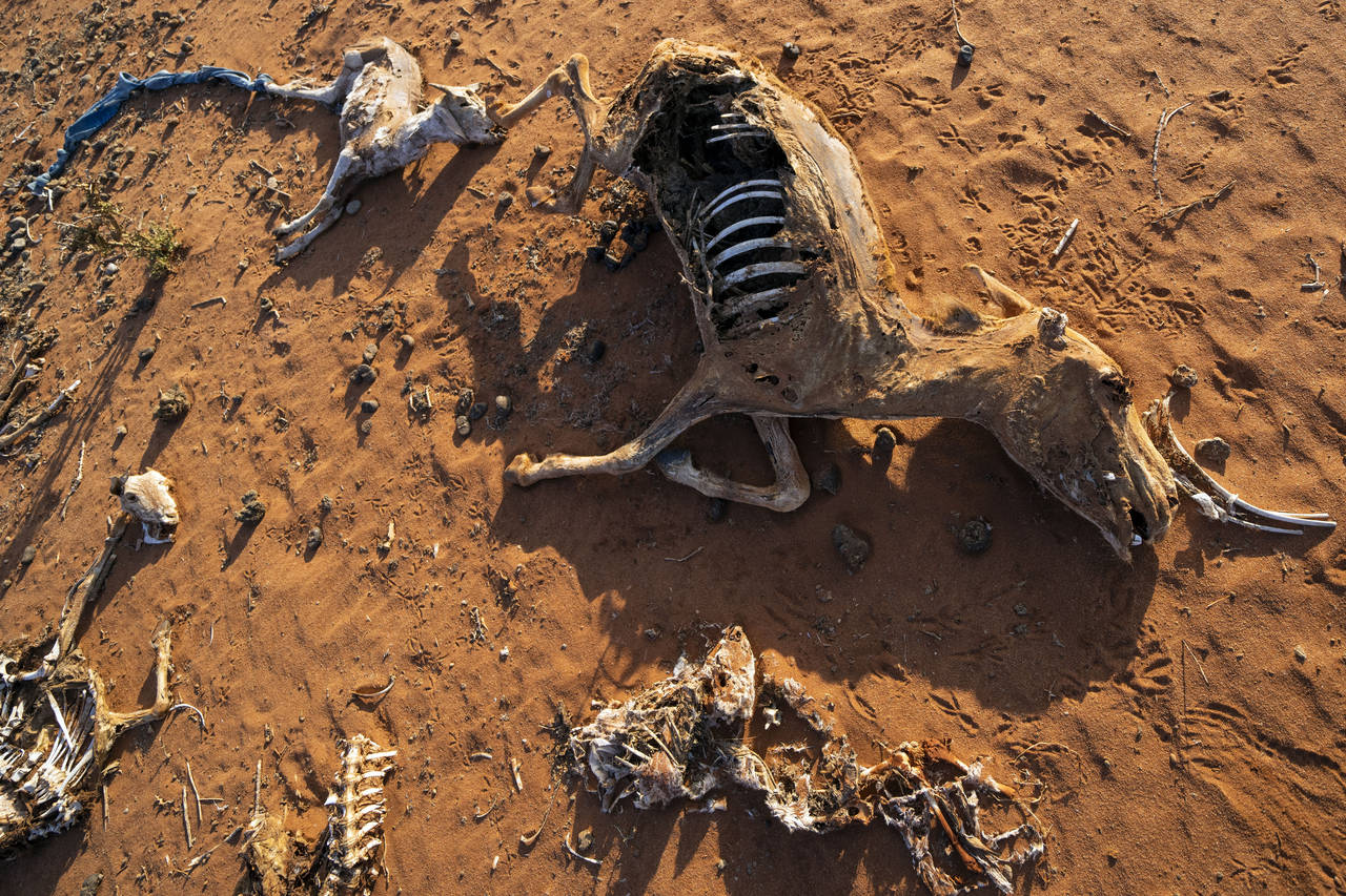 The remains of dead livestock and a donkey are scattered at a camp for displaced people on the outs...