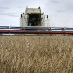 
              FILE - A harvester collects wheat in the village of Zghurivka, Ukraine, Aug. 9, 2022. The Biden administration on Thursday, Sept. 15, slapped sanctions on dozens of Russian and Ukrainian officials and a number of Russian companies for human rights abuses and the theft of Ukrainian grain. (AP Photo/Efrem Lukatsky, File)
            