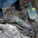 
              Part of the body of Ukrainian soldier emerges from the ground during an exhumation in the recently retaken area of Izium, Ukraine, Friday, Sept. 16, 2022. Ukrainian authorities discovered a mass burial site near the recaptured city of Izium that contained hundreds of graves. It was not clear who was buried in many of the plots or how all of them died, though witnesses and a Ukrainian investigator said some were shot and others were killed by artillery fire, mines or airstrikes. (AP Photo/Evgeniy Maloletka)
            