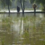 
              Villager women walk through rice field submerged by floodwaters due to heavy monsoon rains, in Dera Allahyar area of Jaffarabad, a district of southwestern Baluchistan province, Pakistan, Saturday, Sept. 17, 2022. Nearly three months after causing widespread destruction in Pakistan's crop-growing areas, flood waters are receding in the country, enabling some survivors to return home. The unprecedented deluges have wiped out the only income source for millions, with officials and experts saying the floods damaged 70% of the country's crops. (AP Photo/Zahid Hussain)
            