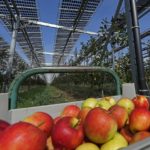 
              Solar panels are installed over an organic orchard in Gelsdorf, western Germany, Tuesday, Aug. 30, 2022. Solar installations on arable land are becoming increasingly popular in Europe and North America, as farmers seek to make the most of their land and establish a second source of revenue. (AP Photo/Martin Meissner)
            