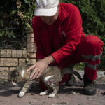 
              A Ukrainian Red Cross Society volunteer pets a cat named Maks, that was slightly injured during a Russian attack last week that damaged the building of the humanitarian association in Sloviansk, Ukraine, Monday, Sept. 5, 2022. (AP Photo/Leo Correa)
            