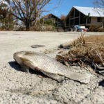 
              A dead fish lies in the street as residents of Florida’s Gulf Coast barrier islands are returning to assess the damage from Hurricane Ian, Thursday, Oct. 6, 2022, in Sanibel Island, Fla., despite limited access to some areas. (AP Photo/Stephen Smith)
            