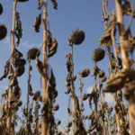 
              FILE - Sunflowers fields are completely dry in the Kochersberg near Strasbourg eastern France, Aug. 28, 2022. Widespread drought that dried up large parts of Europe, the United States and China this past summer was made 20 times more likely by climate change, according to a new study. (AP Photo/Jean-Francois Badias, File)
            