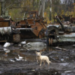 
              A dog stands near Russian tanks damaged in recent fighting, near the recently retaken village of Kamianka, Kharkiv region, Ukraine, Sunday, Oct. 30, 2022.(AP Photo/Efrem Lukatsky)
            