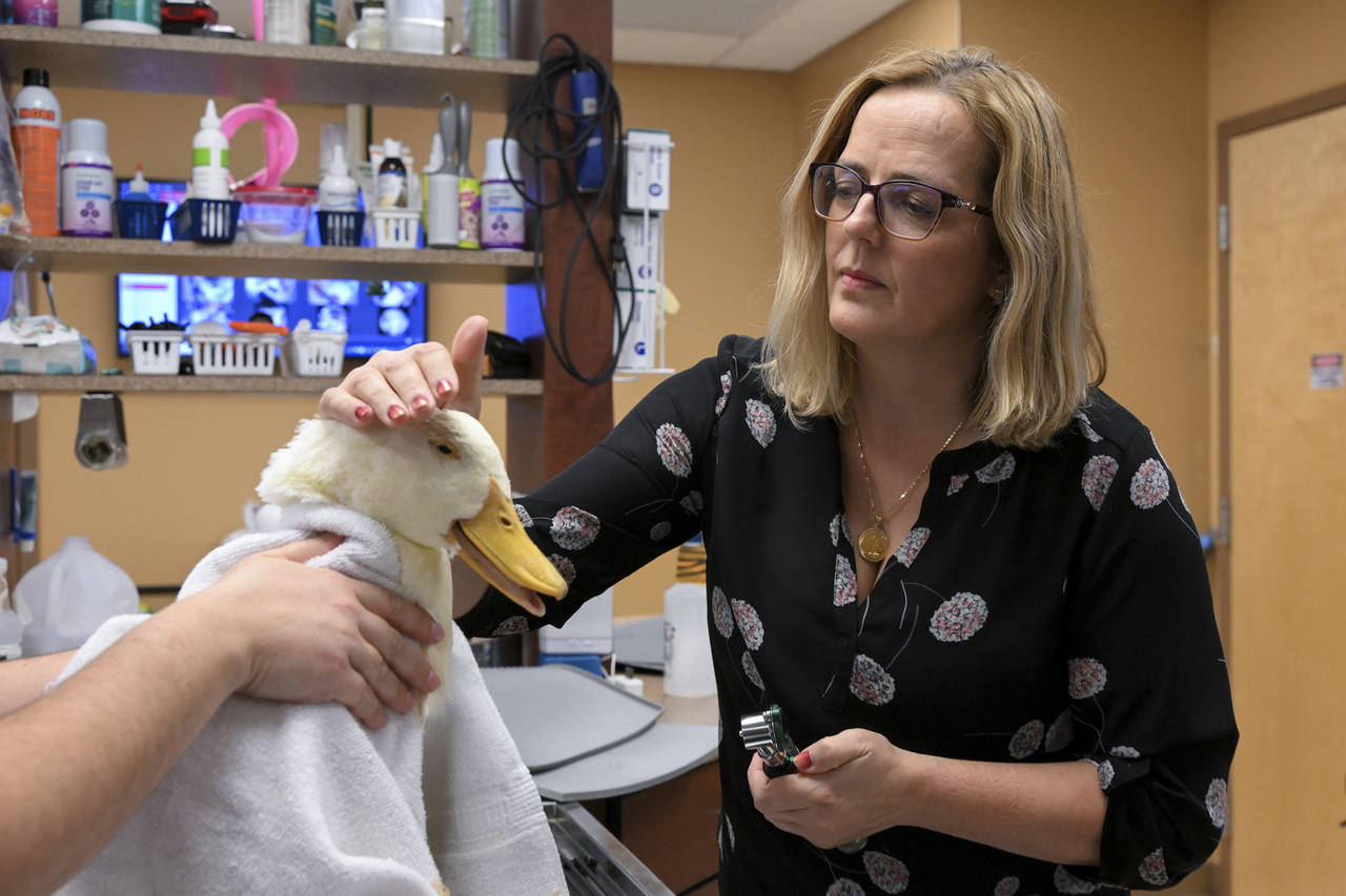 Dr. Alexandra Kintz Konegger, of K. Vet Animal Care, examines a rescued Pekin Duck with an infected...