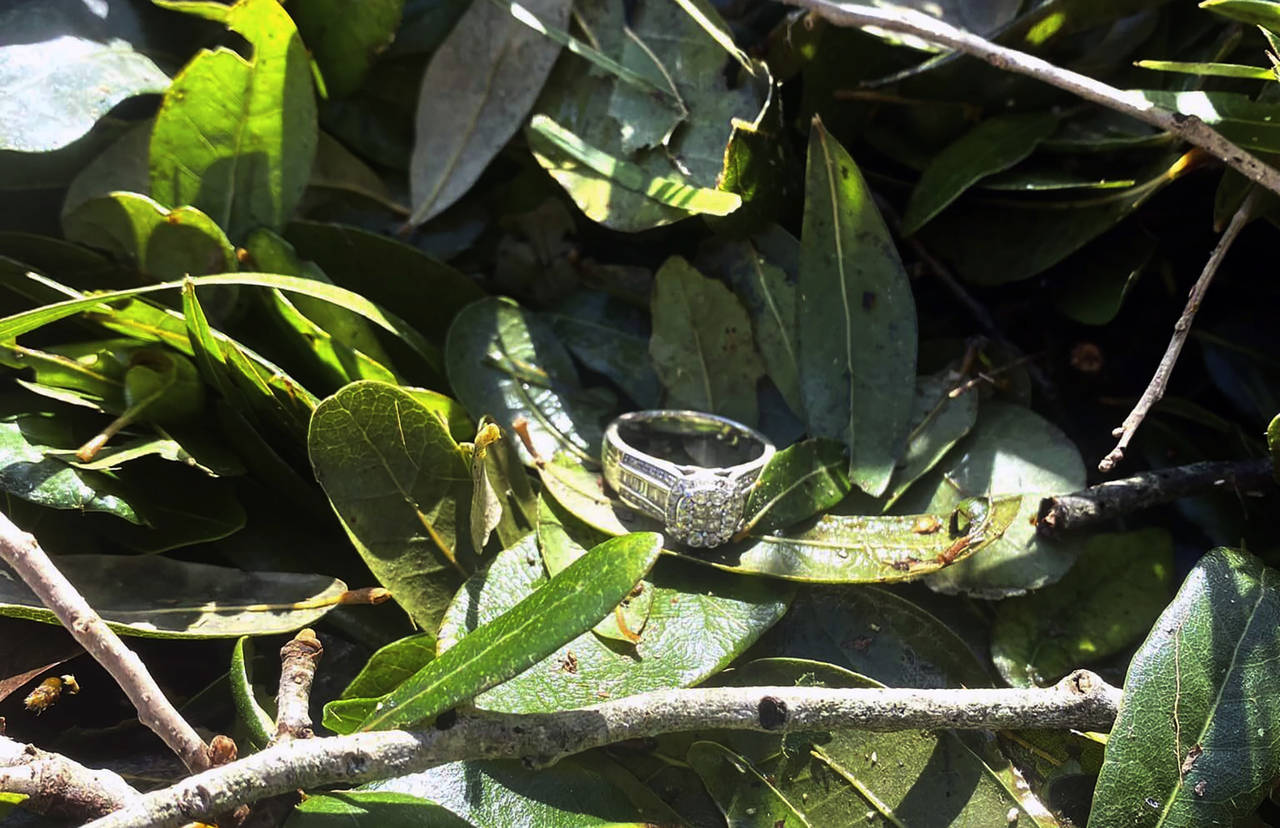 This undated photo provided by Ashley Garner shows Garner's lost wedding ring lying in a brush pile...