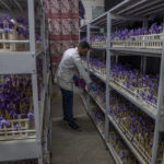 
              Shakir Ahmad Bhat, an employee of Advance Research Station For Saffron & Seed Spices, plucks crocus flowers, the stigma of which produces saffron, in Dussu, south of Srinagar, Indian controlled Kashmir, Saturday, on Oct. 29, 2022. As climate change impacts the production of prized saffron in Indian-controlled Kashmir, scientists are shifting to a largely new technique for growing one of the world’s most expensive spices in the Himalayan region: indoor cultivation. Results in laboratory settings have been promising, experts say, and the method has been shared with over a dozen traditional growers. (AP Photo/Dar Yasin)
            
