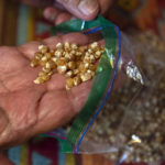 
              Norma Naranjo shows bagged chicos, corn kernels dried during a previous season at her home in Ohkay Owingeh, formerly named San Juan Pueblo, in northern New Mexico, Sunday, Aug. 21, 2022. Friends and relatives of the Naranjos gather every year to make year make chicos – dried kernels used in stews and puddings – from corn grown in neighboring Santa Clara Pueblo. (AP Photo/Andres Leighton)
            