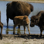 
              A young bison calf stands in a pond with its herd at Bull Hollow, Okla., on Sept. 27, 2022. The calf is one of the most recent additions born into the Cherokee Nation herd. In Oklahoma, the Cherokee Nation, one of the largest Native American tribes with 437,000 registered members, had a few bison on its land in the 1970s. But they disappeared. It wasn't until 40 years later that the tribe's contemporary herd was begun. (AP Photo/Audrey Jackson)
            