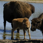 
              A young bison calf stands in a pond with its herd at Bull Hollow, Okla., on Sept. 27, 2022. The calf is one of the most recent additions born into the Cherokee Nation herd. In Oklahoma, the Cherokee Nation, one of the largest Native American tribes with 437,000 registered members, had a few bison on its land in the 1970s. But they disappeared. It wasn't until 40 years later that the tribe's contemporary herd was begun. (AP Photo/Audrey Jackson)
            