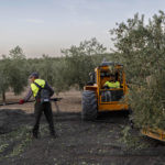 
              Day laborers work at the olive harvest in the southern town of Quesada, a rural community in the heartland of Spain's olive country, Friday, Oct. 28, 2022. Spain, the world’s leading olive producer, has seen its harvest this year fall victim to the global weather shifts fueled by climate change. An extremely hot and dry summer that has shrunk reservoirs and sparked forest fires is now threatening the heartiest of its staple crops. (AP Photo/Bernat Armangue)
            