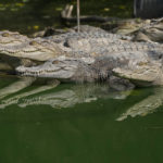 
              Siamese crocodile are seen at Siracha Moda Farm in Chonburi province, eastern Thailand on Nov. 7, 2022. Crocodile farmers in Thailand are suggesting a novel approach to saving the country’s dwindling number of endangered wild crocodiles. They want to relax regulations on cross-border trade of the reptiles and their parts to boost demand for products made from ones raised in captivity. (AP Photo/Sakchai Lalit)
            