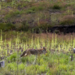 
              A coyote strolls through the Santa Clara Canyon in northern New Mexico, Tuesday, Aug. 23, 2022. The canyon, part of Santa Clara Pueblo, remains closed to the public while its habitat is restored after devastating wildfires and flash floods. (AP Photo/Andres Leighton)
            